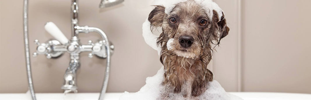 ways to bath your dog
