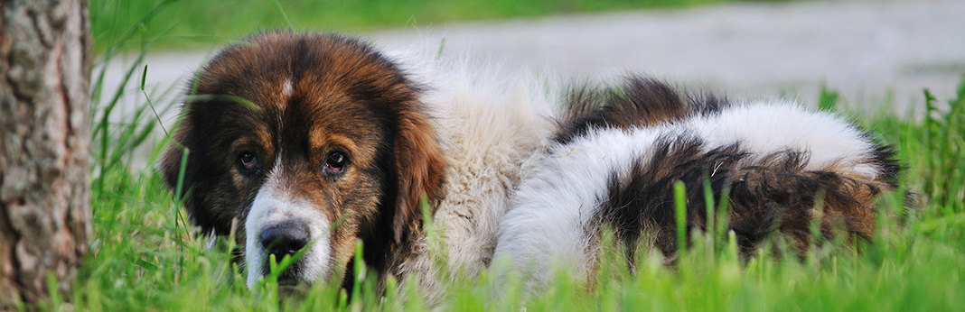 what is distemper in dogs