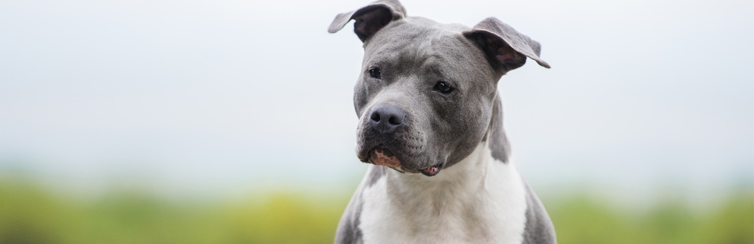 What is the American Pitbull Terrier Temperament?