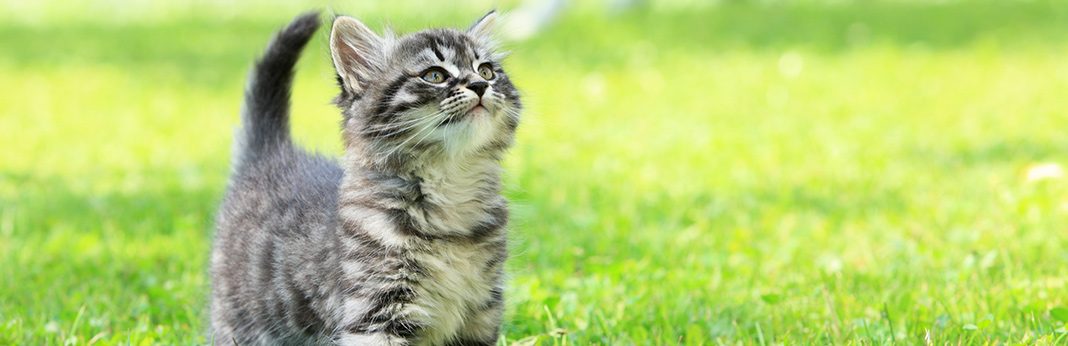 Royal Canin Feline Health Nutrition Baby Cat Instinctive Loaf In Sauce Canned Kitten Food Kitten Food Feline Health Canned Cat Food