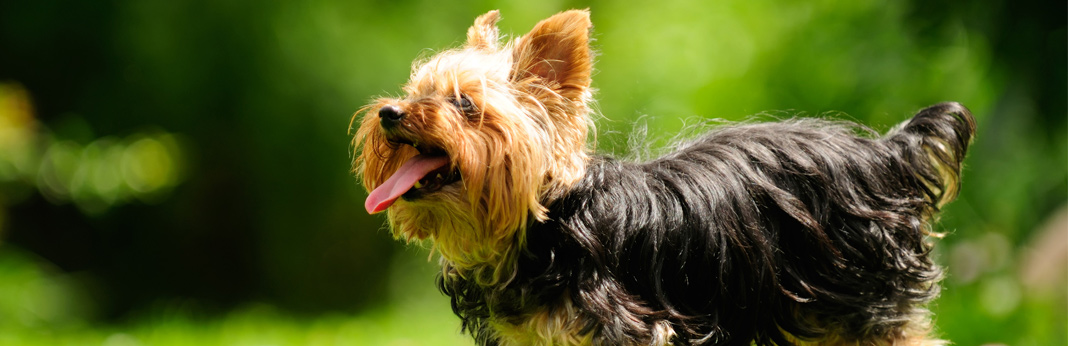 Yorkshire Terrier: Breed Facts and Temperament