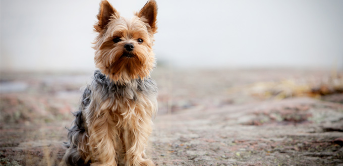 Yorkshire Terrier Temperament