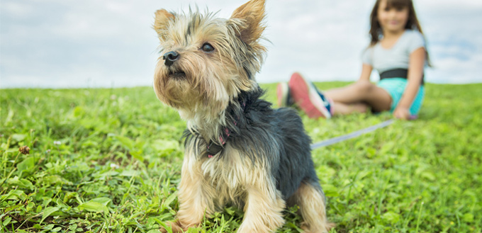 Yorkshire Terrier Temperament