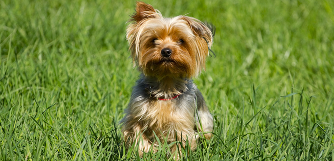 yorkshire terrier