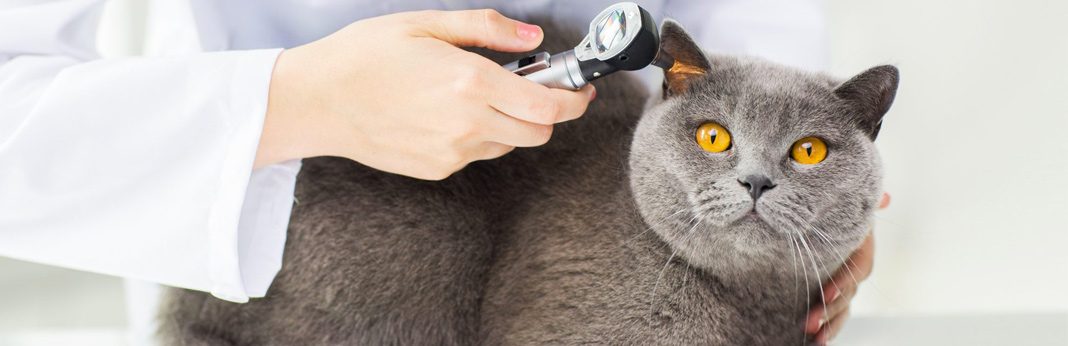 flea and mite treatment for cats