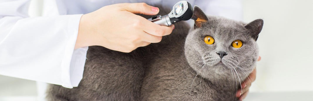 5 home remedies for ear mites in cats