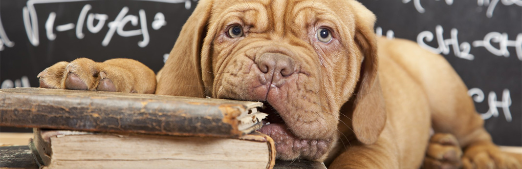 5-ways-to-stop-your-puppy-from-chewing
