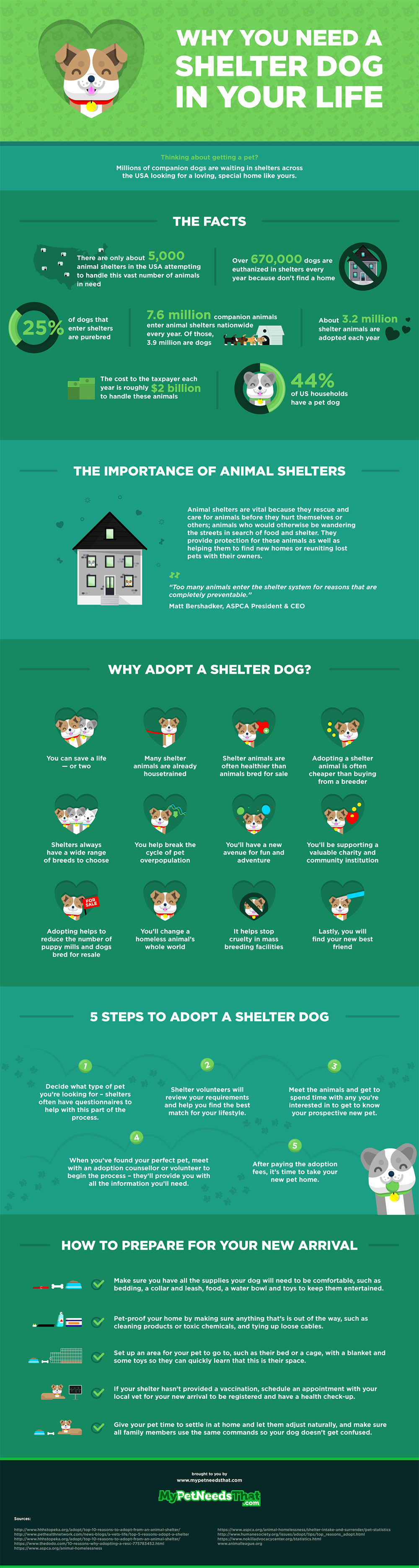 shelter dog