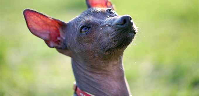 abyssinian sand terrier breed