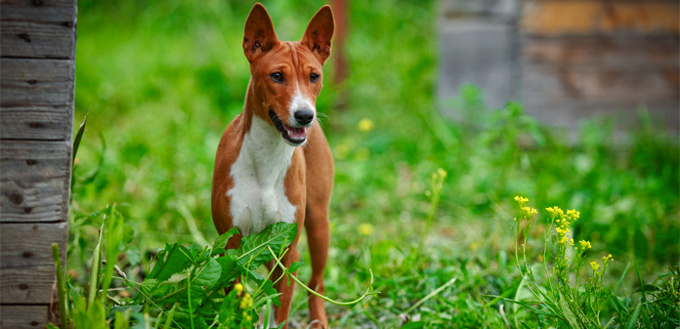 basenji breed