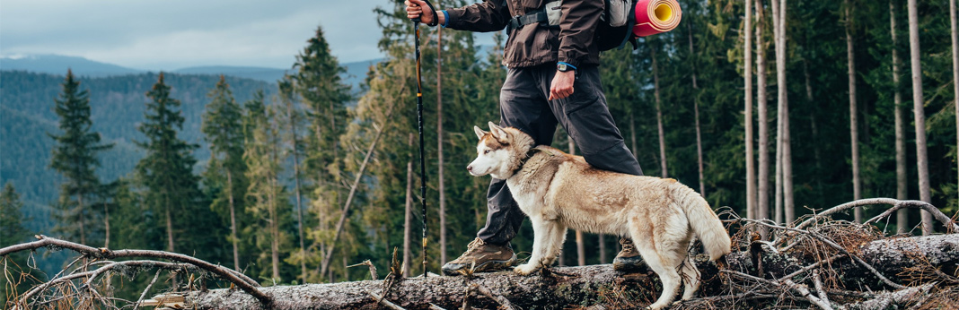 best dog breeds for hiking