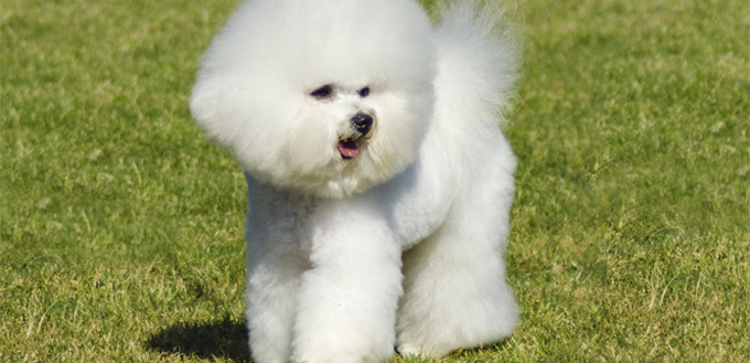 bichon frise