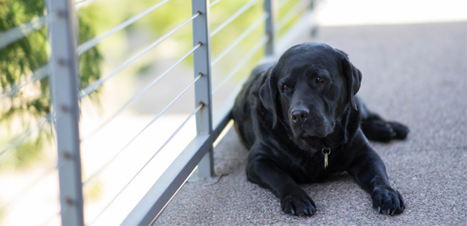 bloated stomach in dogs