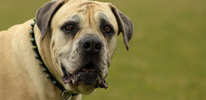 boerboel breed