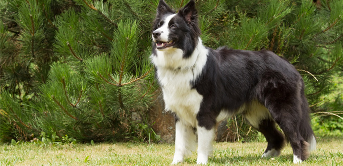 border collie for hiking