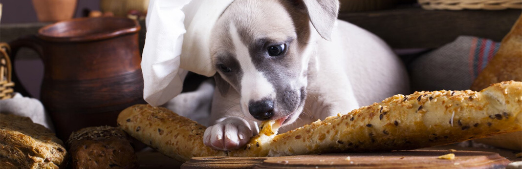 can dogs eat bread