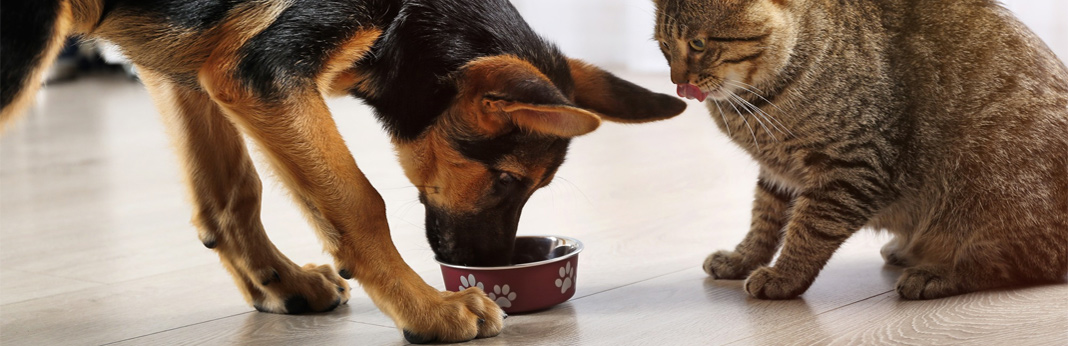 can dogs eat cat food