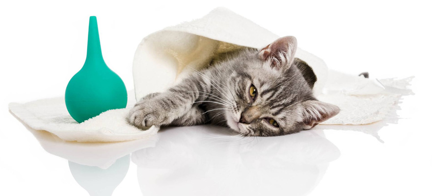 6 Best Dewormers For Cats (Review & Buying Guide) in 2018