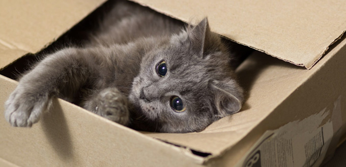 cat playing in a cardboard box