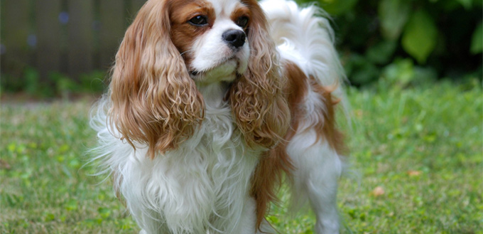 cavalier king charles spaniel