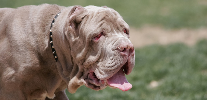 cherry eye in dog