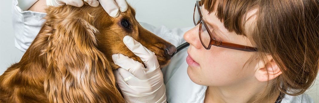 cherry eye in dogs causes, symptoms and treatment