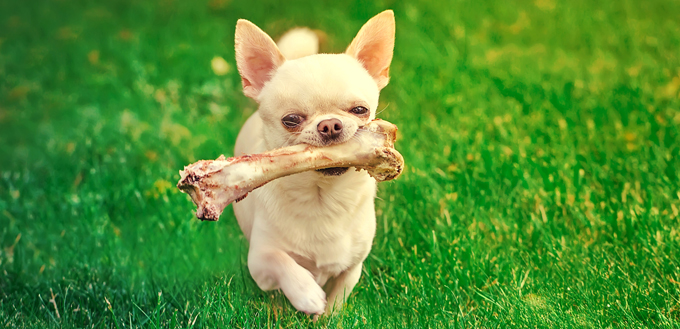 chihuahua eating bone