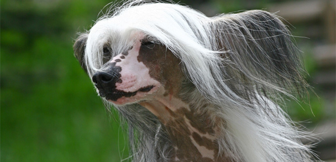 chinese crested breed