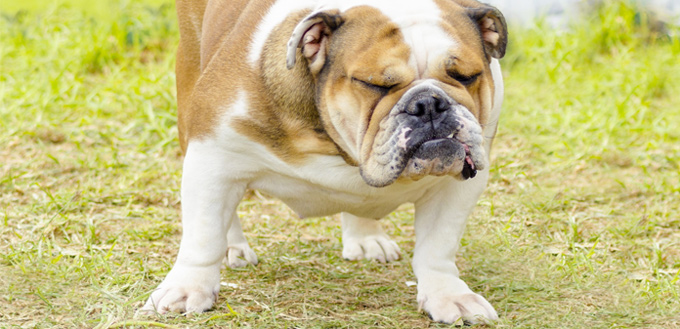 constipation in dogs