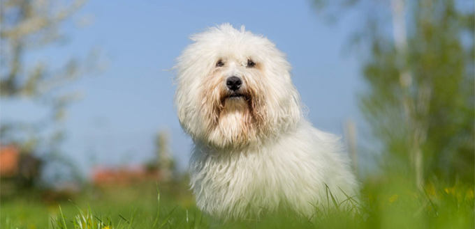 coton de tulear breed