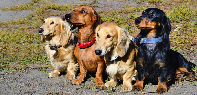 dachshunds breed