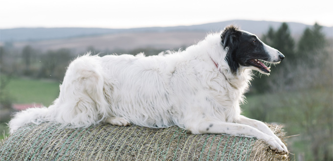 how to get knots out of your dog's hair