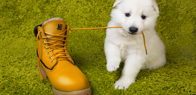 dog chewing a shoe