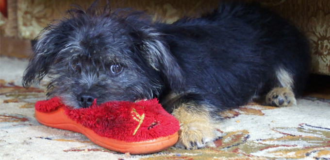 dog chewing a slipper