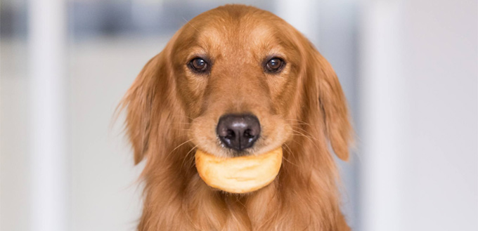 puppy dog one eating a bun