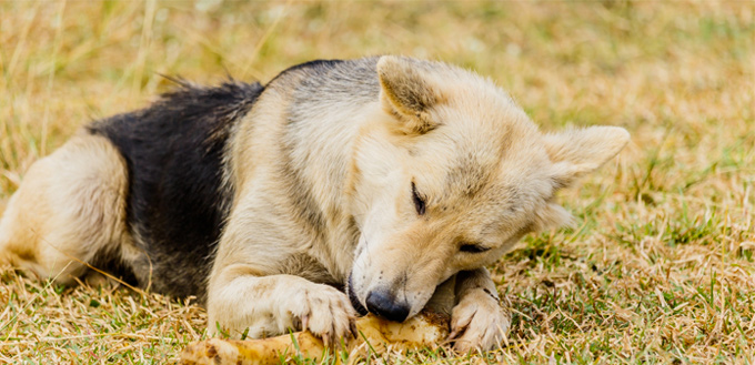 dog eating juicy bone