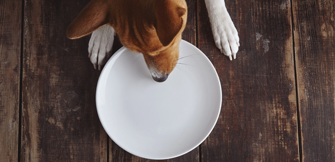 dog eats bread