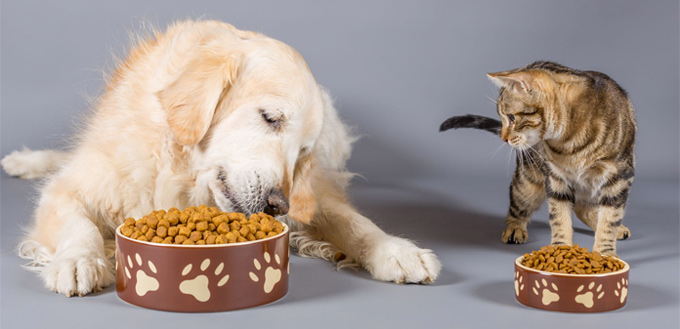 dog eats cat's food