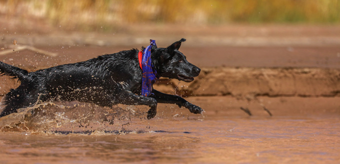 exercice de chien