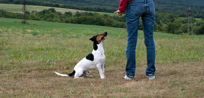 dog training obedience