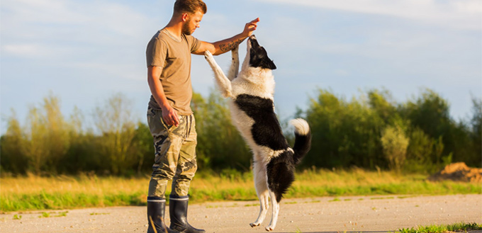 dog training treats