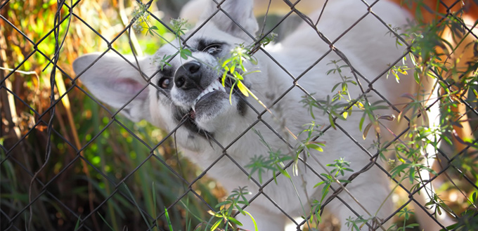 dog's source guarding