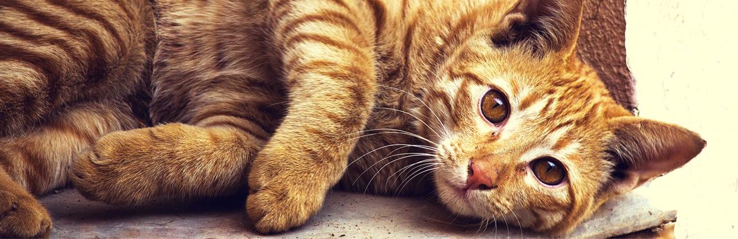 drontal feline side effects