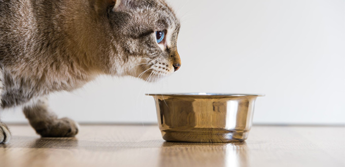dry and wet food for cats