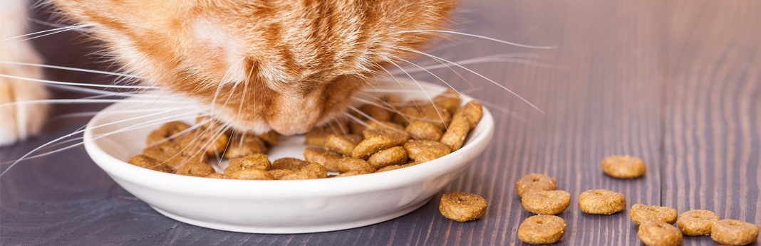 dry vs wet food for cats – which is better?