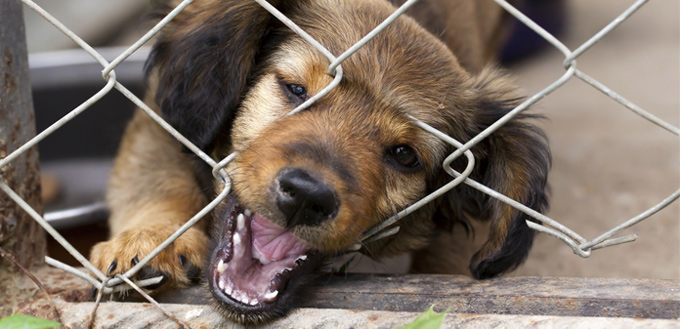 electric dog fence