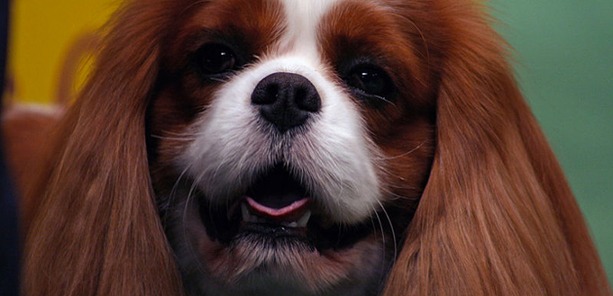 english toy spaniel