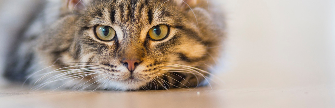 excessive-urination-in-cats—causes-and-treatment