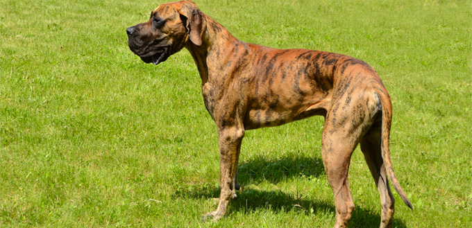 great-dane-brindle.jpg