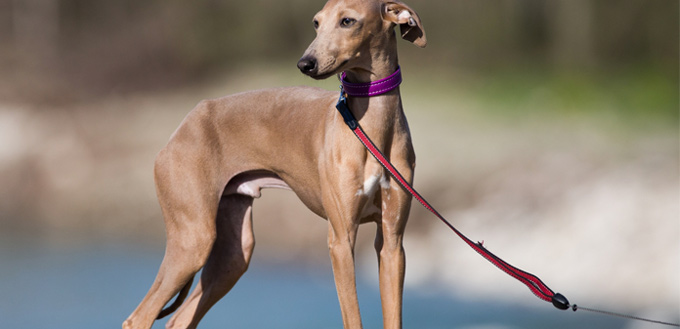 greyhounds breed